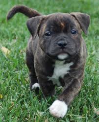 Staffordshire Bull Terrier Dos Cachorros en Venta