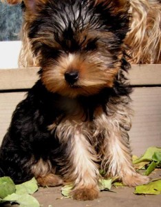 
<br>Adorables cachorros Yorkie Para Adopción
<br>
<br>
<br>Adorables cachorros Yorkie Para Adopción i have nice bebé cara Yorkie cachorros para su aprobación Ellos tienen 12 semanas de edad, Yorkie cachorros para darle a cabo para su aprobación. Mis cachorros Yorkie lindos están listos para salir a un buen hogar y el cuidado. Ambos bebés son Yorkie estante superior no hay nada mejor que la ... (suslisa@yandex.com)