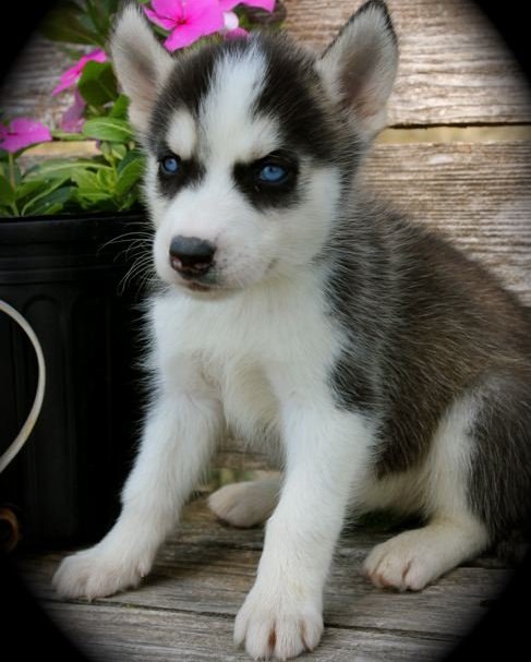 
Precio Siberian husky...........<strong>            $18,500.00  A  $22,000.00  (dependiendo del color)</strong> <br><br>


100% pura raza, registrados todos los papeles en regla se envian a cualquier parte de la Republica.<br><br> 

<li>Contrato de compraventa<br><br></li>


<li>Seguro de vida gratuito por escrito de 5 años que cubre muerte en caso de cuestiones virales</li>
<br><br>

<li>Garantía de Pureza Racial<br><br></li>

<li>Certificado de registro inicial que extiende la Federación Canófila Mexicana donde los cachorros se entregan con tatuaje y microchip</li>

