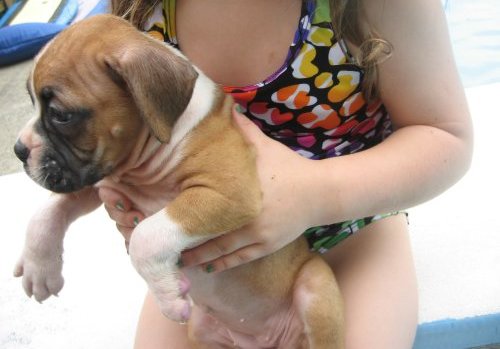 Boxer cachorros para adopcion