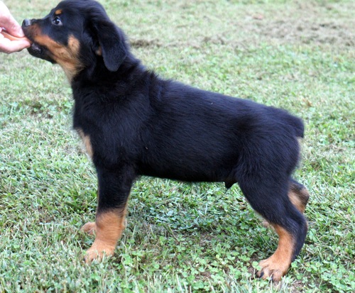 
Precio Rottweiler...........<strong>   $18,000.00</strong> <br><br>


100% pura raza, registrados todos los papeles en regla se envian a cualquier parte de la Republica.<br><br> 

<li>Contrato de compraventa<br><br></li>


<li>Seguro de vida gratuito por escrito de 5 años que cubre muerte en caso de cuestiones virales</li>
<br><br>

<li>Garantía de Pureza Racial<br><br></li>

<li>Certificado de registro inicial que extiende la Federación Canófila Mexicana donde los cachorros se entregan con tatuaje y microchip</li>

