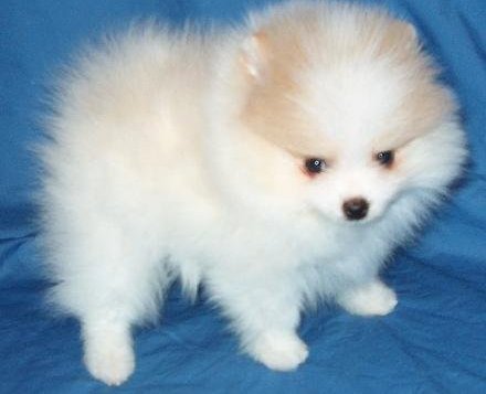 Pomerania cachorro