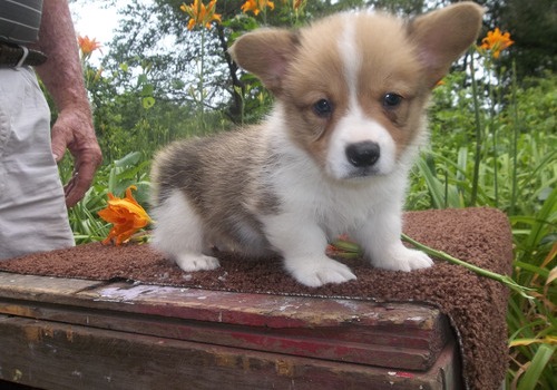 Perrito Corgi Galés del Pembroke para su adopción.