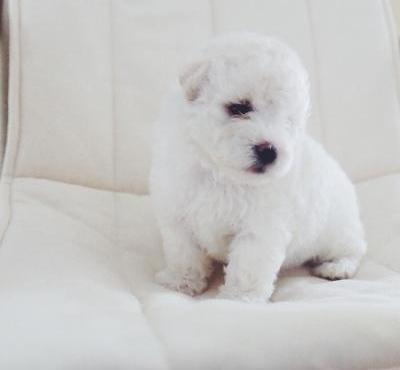 Caniche pequeño Nevado blanco de juguete