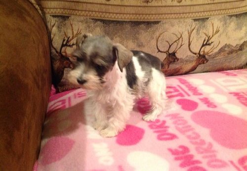 Schnauzer Masculino y Femenino Mini para su adopción.