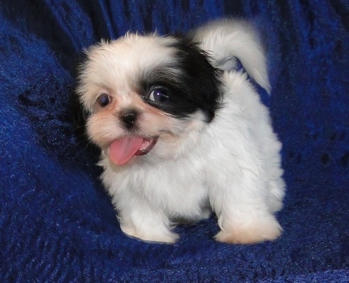 
Precio Shih Tzu...........<strong>          $22,000.00</strong> <br><br>


100% pura raza, registrados todos los papeles en regla se envian a cualquier parte de la Republica.<br><br> 

<li>Contrato de compraventa<br><br></li>


<li>Seguro de vida gratuito por escrito de 5 años que cubre muerte en caso de cuestiones virales</li>
<br><br>

<li>Garantía de Pureza Racial<br><br></li>

<li>Certificado de registro inicial que extiende la Federación Canófila Mexicana donde los cachorros se entregan con tatuaje y microchip</li>

