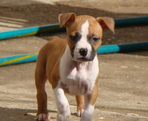 Gorgeous Pitbull cachorros párr Do aprobacion.