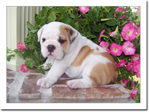 
Precio Bulldog...........<strong>   $35,000.00  A   $60,000.00    (dependiendo la calidad)</strong> <br><br>


100% pura raza, registrados todos los papeles en regla se envian a cualquier parte de la Republica.<br><br> 

<li>Contrato de compraventa<br><br></li>


<li>Seguro de vida gratuito por escrito de 5 años que cubre muerte en caso de cuestiones virales</li>
<br><br>

<li>Garantía de Pureza Racial<br><br></li>

<li>Certificado de registro inicial que extiende la Federación Canófila Mexicana donde los cachorros se entregan con tatuaje y microchip</li>

