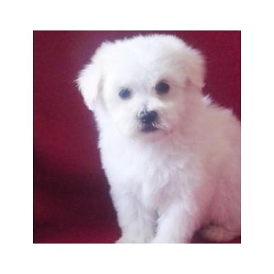 Cachorro Bichón Habanero blanco Masculino y Femenino