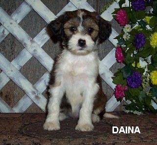 Cachorros de Terrier tibetano
<br>Los cachorros están en buena salud y cachorros AKC registrado Terrier tibetano que vendrán con tiros hasta la fecha, papel
<br>entrenamiento comenzó, con el campeón Pedigree fotos adjunto en este anuncio. Tenemos macho y hembra cachorros buscando una buena
<br>a casa tan pronto como sea posible.
<br>Son 16 semanas de edad y vendrá a usted con todas sus vacunas hasta la fecha,
<br>les encanta jugar y pasear con los niños, si usted está interesado en contacto con nosotros
<br>para obtener más detalles. Póngase en contacto con nosotros por correo electrónico