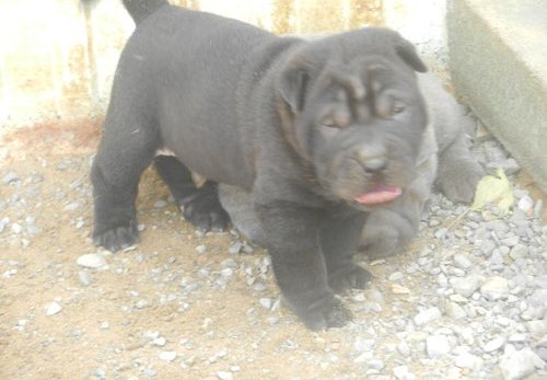 Cachorros Shar Pei