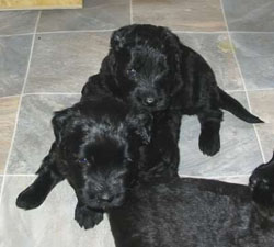 Cachorros Boyero de Flandes
<br>Tenemos algunos cachorros encantador Boyero de Flandes aquí buscando una mascota amoroso hogar/familia, son veterinario comprobado y han tenido todas sus vacunas que son hasta date.these cachorros son todos a casa entrenados y se han planteado en mi casa con mis hijos.
<br>tienen un buen temperamento y personalidad.