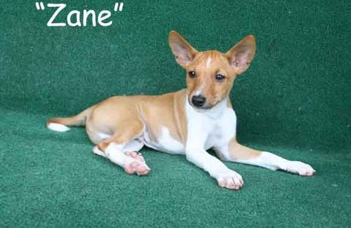 Cachorros Basenji
<br>Tenemos algunos cachorros Basenji encantador aquí buscando una mascota amoroso hogar/familia, son veterinario comprobado y
<br>
<br>han tenido todas sus vacunas que son hasta date.these cachorros son todos entrenadas casa y se han planteado en mi casa con mi
<br>
<br>Kids.they tienen buen temperamento y personalidad.