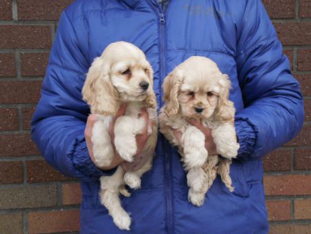 Los cachorros están en buena salud y son AKC registrado  Cocker americano que vendrá con tiros hasta la fecha, papel
<br>entrenamiento comenzó, con el campeón Pedigree fotos adjunto en este anuncio. Tenemos macho y hembra cachorros buscando una buena
<br>a casa tan pronto como sea posible.
<br>Son 16 semanas de edad y vendrá a usted con todas sus vacunas hasta la fecha,
<br>les encanta jugar y pasear con los niños, si usted está interesado en contacto con nosotros
<br>para obtener más detalles. Póngase en contacto con nosotros por correo electrónico