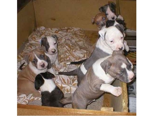 AKC Cachorros Americano Staffordshire Terrier