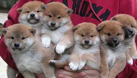 AKC pura raza Shiba Inu cachorros