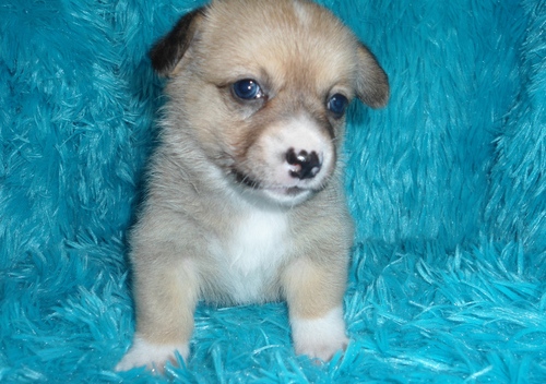 Cachorros AKC pura raza Pembroke welsh corgi