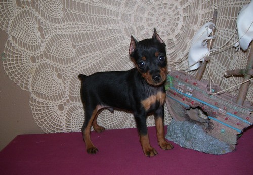 Cachorros Pinscher Miniatura.
<br>Estos cuties están listos ahora. Se criaron en nuestro hogar como familia como nuestros hijos. Éstos son levantados para arriba con los niños y
<br>
<br>consigue un montón de amor y atención de la familia de agujero. Están bien socializados, feliz y saludable. Los cachorros son de un largo
<br>
<br>linaje saludable. Tienen sus certificados de salud, 1 tiros, desparasitados y viene con una garantía de salud genética. llamada
<br>
<br>o correo electrónico para obtener más información o para hacer un apto para cumplir con estas bellezas.