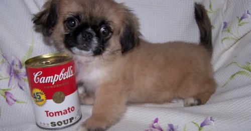 Cachorros pekinés.
<br>Familia planteadas cachorros pekinés. Muy lindos, amable, grandes compañeros. Niños aman y están muy bien con otros animales.
<br>Nuestros pekinés ven Micro astillados, desparasitados y con disparos de 1. Todo el papeleo para tu veterinario está incluido.
<br>los cachorros son tipo y fácil de llevar. Son laterales más pequeñas con estructuras más ligeros que un laboratorio típico. Debe madurar en el más pequeño
<br>mediano tamaño 40-45 libras.Estos cachorros vienen con un certificado de salud expedido por un veterinario, un expediente médico para confirmar
<br>salud óptima y están al día con vacunas y desparasitación. Para reservar un pequinés para tu casa llamada txt o por correo electrónico