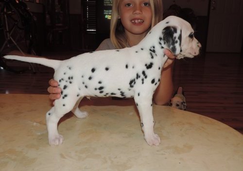 
Precio Dalmata...........<strong>        $16,000.00</strong> <br><br>


100% pura raza, registrados todos los papeles en regla se envian a cualquier parte de la Republica.<br><br> 

<li>Contrato de compraventa<br><br></li>


<li>Seguro de vida gratuito por escrito de 5 años que cubre muerte en caso de cuestiones virales</li>
<br><br>

<li>Garantía de Pureza Racial<br><br></li>

<li>Certificado de registro inicial que extiende la Federación Canófila Mexicana donde los cachorros se entregan con tatuaje y microchip</li>

