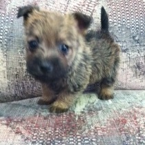 Cachorros Cairn Terrier
<br>
<br>Ahora tenemos una preciosa camada de cachorros listos para nuevas viviendas. Todos tienen personalidades maravillosas y hará grandes
<br>animales domésticos. Aquí está un poco sobre el Lhasa en caso usted no está familiarizado con la raza. Este es un perro robusto con un ambiente agradable,
<br>forma asertiva. Inteligente y vivaz, hace una buena mascota. Cairn terrier son perros poco enérgicos y devotos que son
<br>afectuoso con sus amos. Esta raza responde al entrenamiento motivacional. Tienen un agudo sentido de la audición y hacer
<br>Buenos perros guardianes. El Cairn terrier también viaja bien.