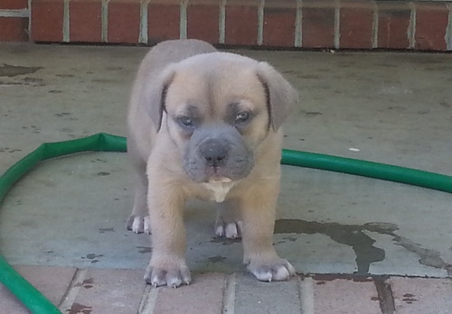 Cachorros Cane Corso Italiano
<br>Estos cuties están listos ahora. Se criaron en nuestro hogar como familia como nuestros hijos. Éstos son levantados para arriba con los niños y
<br>
<br>consigue un montón de amor y atención de la familia de agujero. Están bien socializados, feliz y saludable. Los cachorros son de un largo
<br>
<br>linaje saludable. Tienen sus certificados de salud, 1 tiros, desparasitada y viene con una garantía de salud genética. llamada
<br>
<br>o correo electrónico para obtener más información o para hacer un apto para cumplir con estas bellezas.