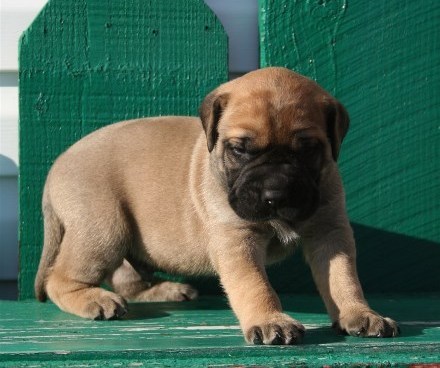 Cachorros Bull Mastiff