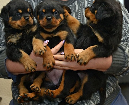 
Precio Rottweiler...........<strong>   $18,000.00</strong> <br><br>


100% pura raza, registrados todos los papeles en regla se envian a cualquier parte de la Republica.<br><br> 

<li>Contrato de compraventa<br><br></li>


<li>Seguro de vida gratuito por escrito de 5 años que cubre muerte en caso de cuestiones virales</li>
<br><br>

<li>Garantía de Pureza Racial<br><br></li>

<li>Certificado de registro inicial que extiende la Federación Canófila Mexicana donde los cachorros se entregan con tatuaje y microchip</li>

