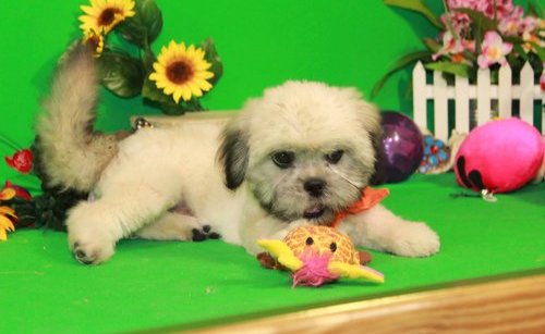 Cachorros AKC Lhasa Apso !
<br>
<br>Ahora tenemos una preciosa camada de cachorros listos para nuevas viviendas. Todos tienen personalidades maravillosas y hará grandes mascotas. Aquí está un poco sobre el Lhasa en caso usted no está familiarizado con la raza. Este es un perro robusto con una manera amigable y asertivo. Inteligente y vivaz, hace una buena mascota. Lhasa Apso son perros poco enérgicos y devotos que son cariñosos con sus amos. Esta raza responde al entrenamiento motivacional. Tienen un agudo sentido de la audición y hacer buenos perros guardianes. El Lhasa Apso también viaja bien