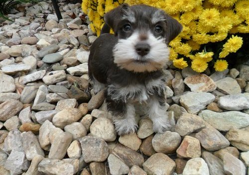 Cachorros de schnauzer miniatura