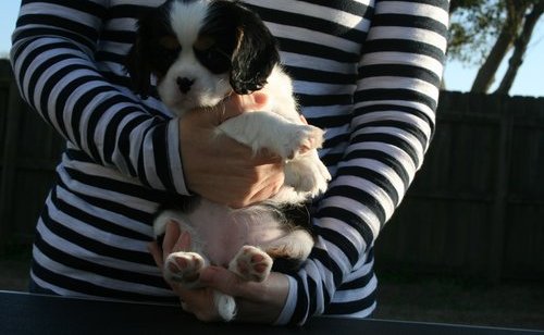 Cachorros Cavalier King Charles
<br>Familia planteadas cachorros Cavalier King Charles.
<br>Muy lindos, amable, grandes compañeros. Los niños aman y están muy bien con otros animales.
<br>Cavalier King Charles vienen micro de astillado, desparasitados y con disparos de 1. Se incluye todos los papeles de nuestro veterinario.
<br>
<br>Cachorros son tipo y fácil de llevar.
<br>Son laterales más pequeñas con estructuras más ligeros que un típico Cavalier King Charles.
<br>Maduran debe estar en el medio de menor tamaño 40-45 libras.
<br>Estos cachorros vienen con un certificado de salud expedido por un veterinario, un salud grabar para confirmar una salud óptima y estén al día en vacunas y desparasitación.
<br>Para reservar a un Cavalier King Charles para su hogar, un correo electrónico