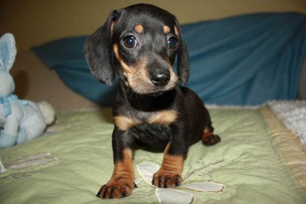 
Precio Dachshund...........<strong>        $18,500.00  A   $25,000.00    (dependiendo del tamaño y color)</strong> <br><br>


100% pura raza, registrados todos los papeles en regla se envian a cualquier parte de la Republica.<br><br> 

<li>Contrato de compraventa<br><br></li>


<li>Seguro de vida gratuito por escrito de 5 años que cubre muerte en caso de cuestiones virales</li>
<br><br>

<li>Garantía de Pureza Racial<br><br></li>

<li>Certificado de registro inicial que extiende la Federación Canófila Mexicana donde los cachorros se entregan con tatuaje y microchip</li>

