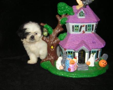 Cachorros Shih Tzu