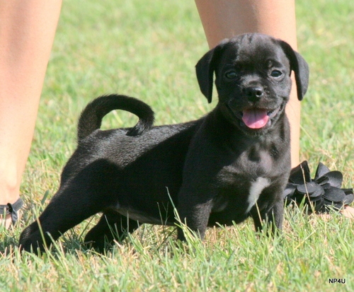 Cachorros Puggle
<br>
<br>Familia planteadas cachorros puggle. Muy lindos, amable, grandes compañeros. Niños aman y están muy bien con otros animales. Nuestros puggles ven Micro astillados, desparasitados y con disparos de 1. Todo el papeleo para su veterinario es included.oth cachorros son tipo y fácil de llevar. Son laterales más pequeñas con estructuras más ligeros que un laboratorio típico. Maduran debe estar en el medio de menor tamaño 40-45 libras.Estos cachorros vienen con un certificado de salud expedido por un veterinario, un expediente médico para confirmar una salud óptima y estén al día en vacunas y desparasitación. Para reservar un puggle para tu casa email