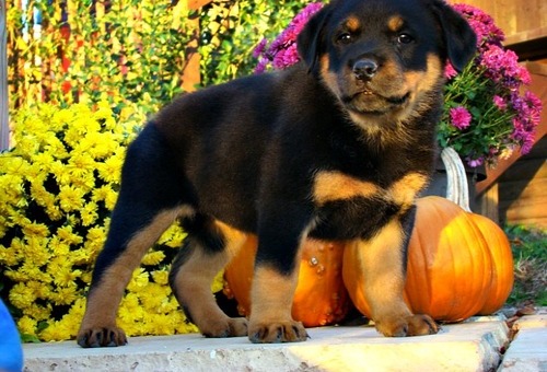 Cachorros Rottweiler