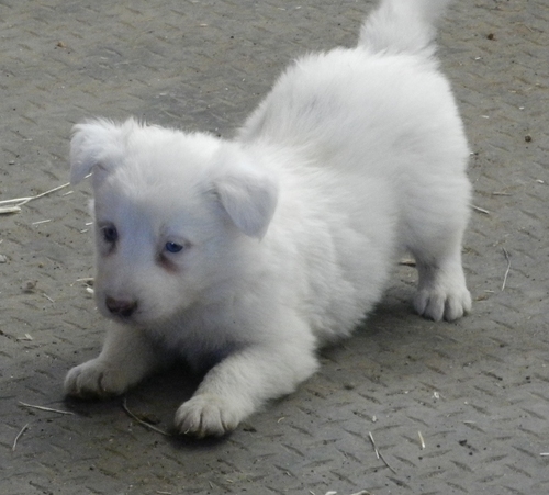 
Precio Border collie...........<strong> $16,500.00</strong> <br><br>


100% pura raza, registrados todos los papeles en regla se envian a cualquier parte de la Republica.<br><br> 

<li>Contrato de compraventa<br><br></li>


<li>Seguro de vida gratuito por escrito de 5 años que cubre muerte en caso de cuestiones virales</li>
<br><br>

<li>Garantía de Pureza Racial<br><br></li>

<li>Certificado de registro inicial que extiende la Federación Canófila Mexicana donde los cachorros se entregan con tatuaje y microchip</li>

