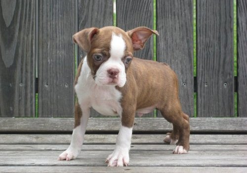Querida Cachorros Boston Terrier