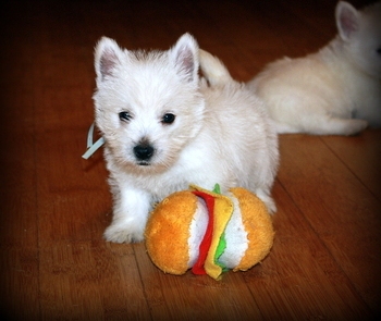 
Precio West highland white terrier...........<strong>$22,000.00</strong> <br><br>


100% pura raza, registrados todos los papeles en regla se envian a cualquier parte de la Republica.<br><br> 

<li>Contrato de compraventa<br><br></li>


<li>Seguro de vida gratuito por escrito de 5 años que cubre muerte en caso de cuestiones virales</li>
<br><br>

<li>Garantía de Pureza Racial<br><br></li>

<li>Certificado de registro inicial que extiende la Federación Canófila Mexicana donde los cachorros se entregan con tatuaje y microchip</li>

