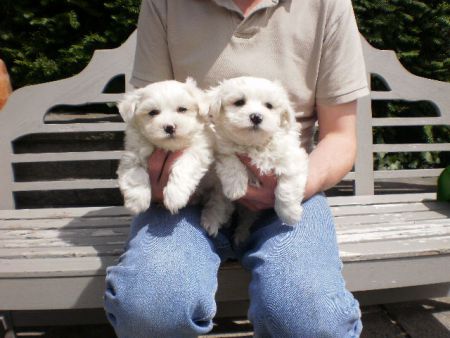 Un KC Adorable taza de té Maltese cachorros muy pequeños!!!!!!