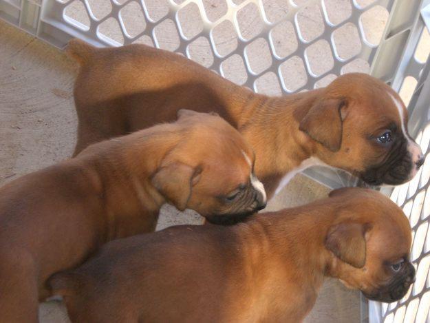 
Precio Boxer...........<strong> $16,500.00</strong> <br><br>


100% pura raza, registrados todos los papeles en regla se envian a cualquier parte de la Republica.<br><br> 

<li>Contrato de compraventa<br><br></li>


<li>Seguro de vida gratuito por escrito de 5 años que cubre muerte en caso de cuestiones virales</li>
<br><br>

<li>Garantía de Pureza Racial<br><br></li>

<li>Certificado de registro inicial que extiende la Federación Canófila Mexicana donde los cachorros se entregan con tatuaje y microchip</li>

