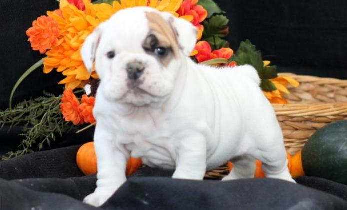 
Precio Bulldog...........<strong>   $35,000.00  A   $60,000.00    (dependiendo la calidad)</strong> <br><br>


100% pura raza, registrados todos los papeles en regla se envian a cualquier parte de la Republica.<br><br> 

<li>Contrato de compraventa<br><br></li>


<li>Seguro de vida gratuito por escrito de 5 años que cubre muerte en caso de cuestiones virales</li>
<br><br>

<li>Garantía de Pureza Racial<br><br></li>

<li>Certificado de registro inicial que extiende la Federación Canófila Mexicana donde los cachorros se entregan con tatuaje y microchip</li>

