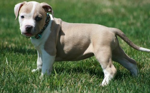 Cachorros Americana Pitbull  para adopción