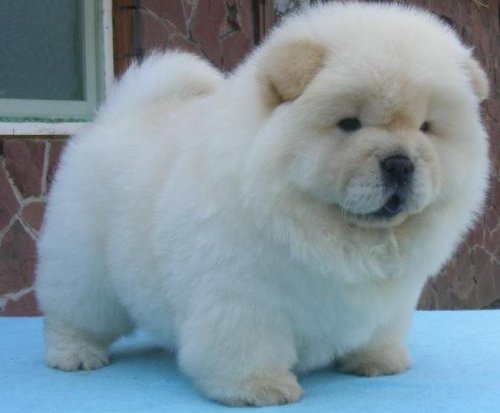 Encantadoras cachorros Chow Chow