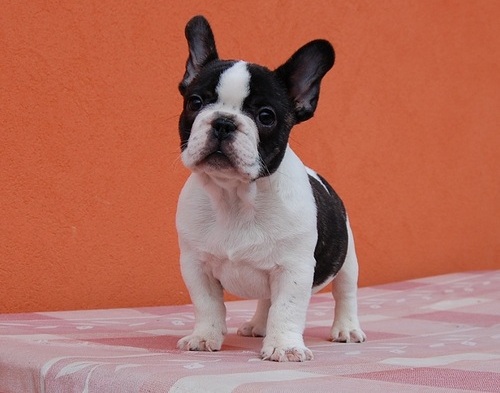 Cachorros de Bulldog Francés