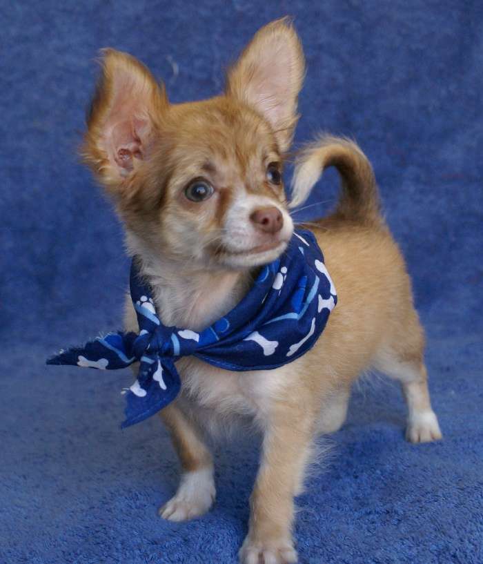 
Precio Yorkshire Terrier...........<strong>$18,000.00   A   $25,000.00  (dependiendo del tamaño, sexo, color y calidad)</strong> <br><br>


100% pura raza, registrados todos los papeles en regla se envian a cualquier parte de la Republica.<br><br> 

<li>Contrato de compraventa<br><br></li>


<li>Seguro de vida gratuito por escrito de 5 años que cubre muerte en caso de cuestiones virales</li>
<br><br>

<li>Garantía de Pureza Racial<br><br></li>

<li>Certificado de registro inicial que extiende la Federación Canófila Mexicana donde los cachorros se entregan con tatuaje y microchip</li>

