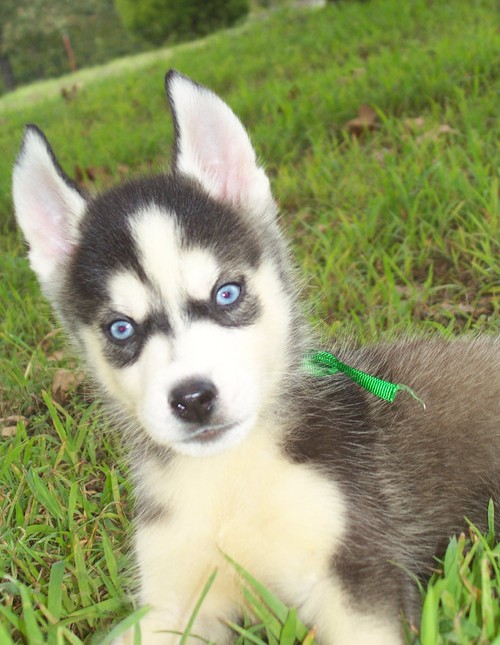 Azul ojos AKC cachorros de raza husky siberiano