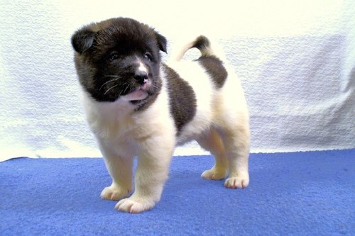 Cachorros de Akita Inu