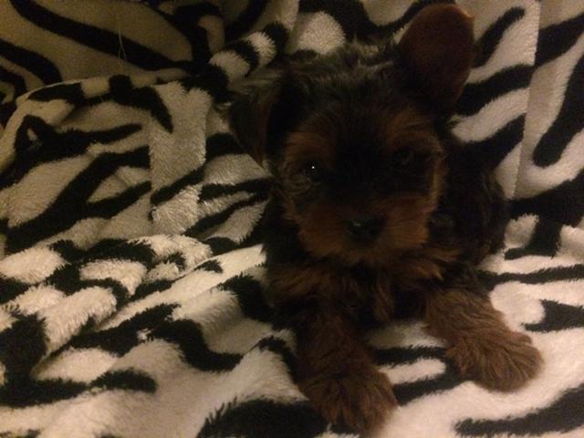 
Precio Yorkshire Terrier...........<strong>$18,000.00   A   $25,000.00  (dependiendo del tamaño, sexo, color y calidad)</strong> <br><br>


100% pura raza, registrados todos los papeles en regla se envian a cualquier parte de la Republica.<br><br> 

<li>Contrato de compraventa<br><br></li>


<li>Seguro de vida gratuito por escrito de 5 años que cubre muerte en caso de cuestiones virales</li>
<br><br>

<li>Garantía de Pureza Racial<br><br></li>

<li>Certificado de registro inicial que extiende la Federación Canófila Mexicana donde los cachorros se entregan con tatuaje y microchip</li>

