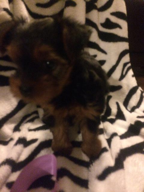 
Precio Yorkshire Terrier...........<strong>$18,000.00   A   $25,000.00  (dependiendo del tamaño, sexo, color y calidad)</strong> <br><br>


100% pura raza, registrados todos los papeles en regla se envian a cualquier parte de la Republica.<br><br> 

<li>Contrato de compraventa<br><br></li>


<li>Seguro de vida gratuito por escrito de 5 años que cubre muerte en caso de cuestiones virales</li>
<br><br>

<li>Garantía de Pureza Racial<br><br></li>

<li>Certificado de registro inicial que extiende la Federación Canófila Mexicana donde los cachorros se entregan con tatuaje y microchip</li>

