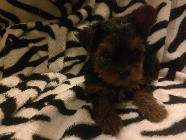 
Precio Yorkshire Terrier...........<strong>$18,000.00   A   $25,000.00  (dependiendo del tamaño, sexo, color y calidad)</strong> <br><br>


100% pura raza, registrados todos los papeles en regla se envian a cualquier parte de la Republica.<br><br> 

<li>Contrato de compraventa<br><br></li>


<li>Seguro de vida gratuito por escrito de 5 años que cubre muerte en caso de cuestiones virales</li>
<br><br>

<li>Garantía de Pureza Racial<br><br></li>

<li>Certificado de registro inicial que extiende la Federación Canófila Mexicana donde los cachorros se entregan con tatuaje y microchip</li>

